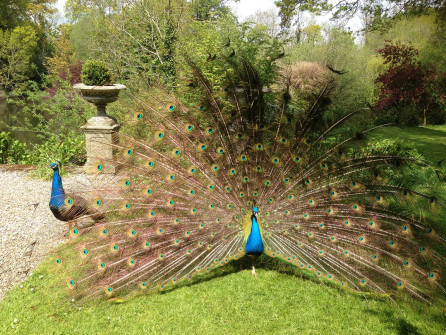 Peacock at Marlfield House Gardens